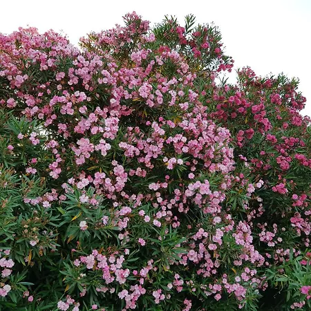 شقة Bedroom Golfo - Le Lincelle, Lamezia - 2 Extra Large Single Beds *