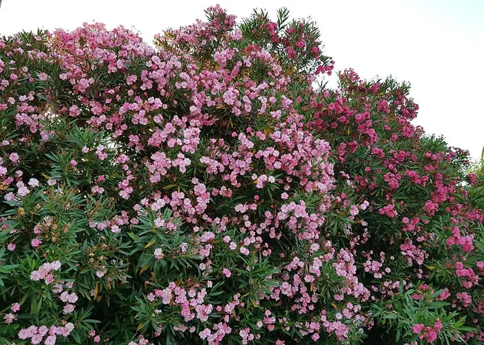 Apartamento Bedroom Golfo - Le Lincelle, Lamezia - 2 Extra Large Single Beds *